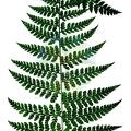 Dennstaedtia cicutaria