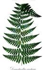 Dennstaedtia cicutaria