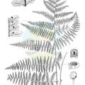 Dennstaedtia cicutaria