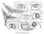 Paesia glandulosa