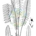 Monachosorum maximowiczii