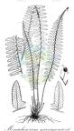 Monachosorum maximowiczii