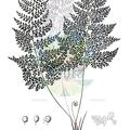 Monachosorum subdigitatum