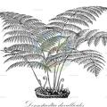 Dennstaedtia davallioides
