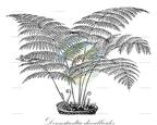 Dennstaedtia davallioides