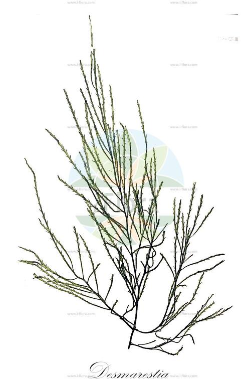 Desmarestia