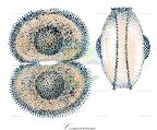 Cosmarium