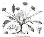 Berneuxia thibetica