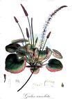 Galax urceolata