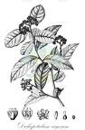 Dichapetalum rugosum