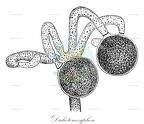 Dichotomosiphon