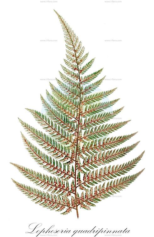 Lophosoria quadripinnata