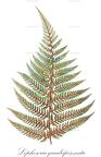 Lophosoria quadripinnata