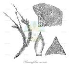 Braunfelsia enervis