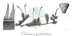 Dicnemon spathoideum