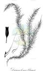 Dicranoloma blumii