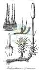 Holomitrium olfersianum