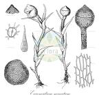 Eccremidium minutum