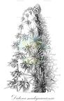 Didierea madagascariensis