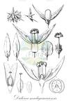 Didierea madagascariensis