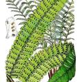 Didymochlaena truncatula