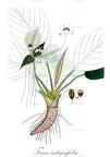 Tacca integrifolia