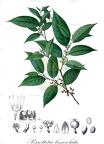 Perrottetia lanceolata