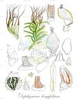 Diphyscium longifolium
