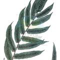 Diplaziopsis javanica