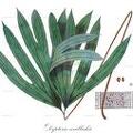 Dipteris wallichii