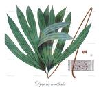 Dipteris wallichii