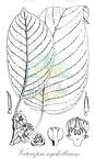 Vateriopsis seychellarum