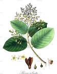 Shorea robusta