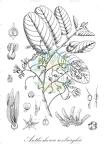 Anthoshorea roxburghii