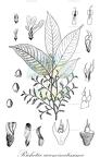 Richetia acuminatissima