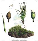 Pleuridium subulatum