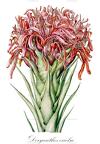 Doryanthes excelsa
