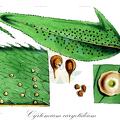 Cyrtomium caryotideum