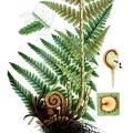 Dryopteris filix-mas