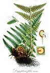 Dryopteris filix-mas