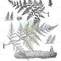Maxonia apiifolia