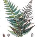 Polybotrya osmundacea