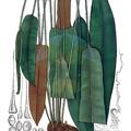 Elaphoglossum barbatum