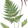 Parapolystichum decompositum