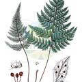 Polystichopsis pubescens