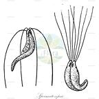 Spermatozopsis