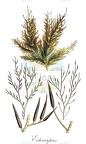 Ectocarpus