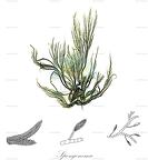 Spongonema