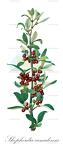 Shepherdia canadensis