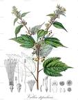 Vallea stipularis